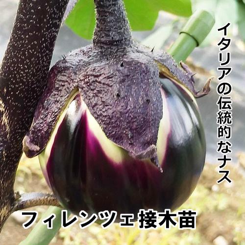 なす苗 販売】赤毛農園の直売所 野菜苗の生産販売 通販