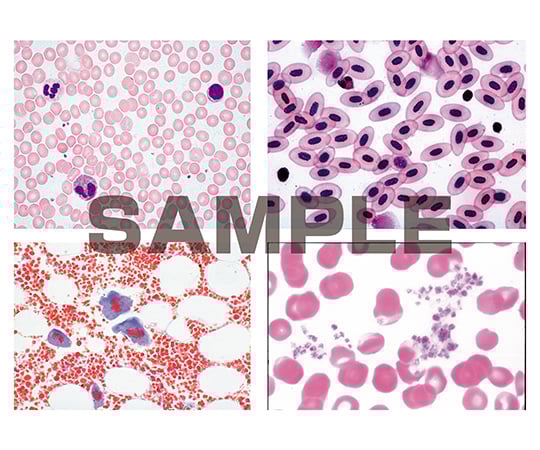 62-9213-01 プレパラート ヒトと哺乳類の組織学 血液 英語版 1セット