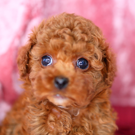 トイ・プードル - 神奈川県 女の子 2024/04/20 レッド系（赤色