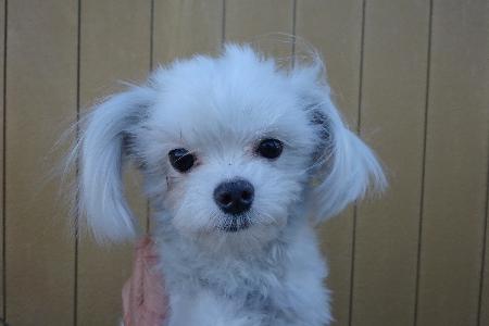 チワマル - 茨城県 男の子 2025/02/03 ホワイト系（白色） PY000005558