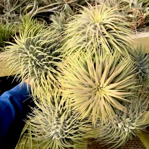 イオナンサ・スノーボール – Air Plant Hub