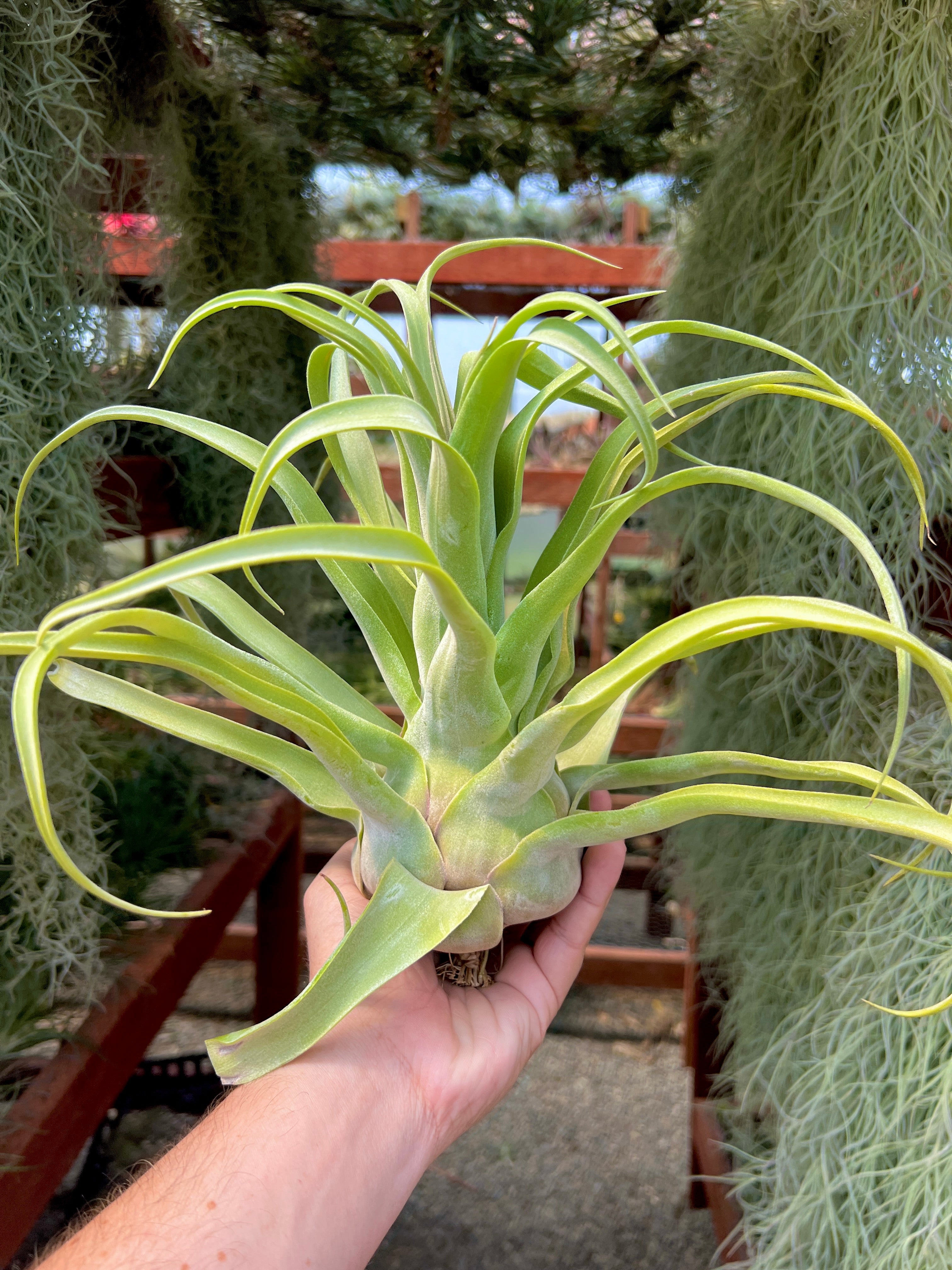 ストレプトフィラ – Air Plant Hub