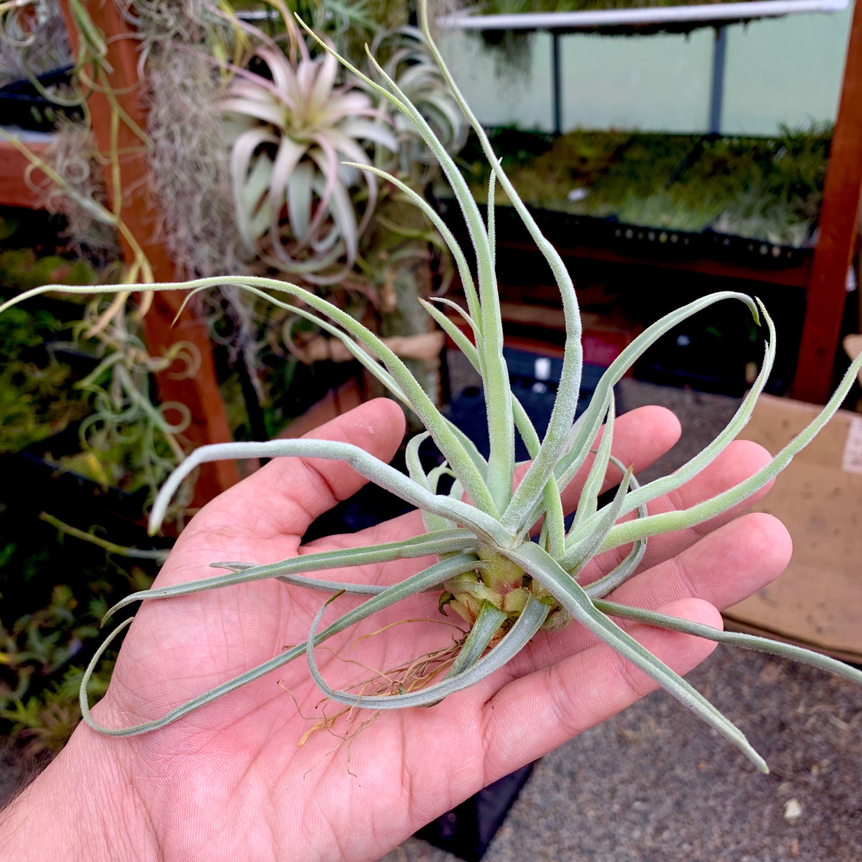 ストレプトカルパ (咲くと香りがよい) – Air Plant Hub