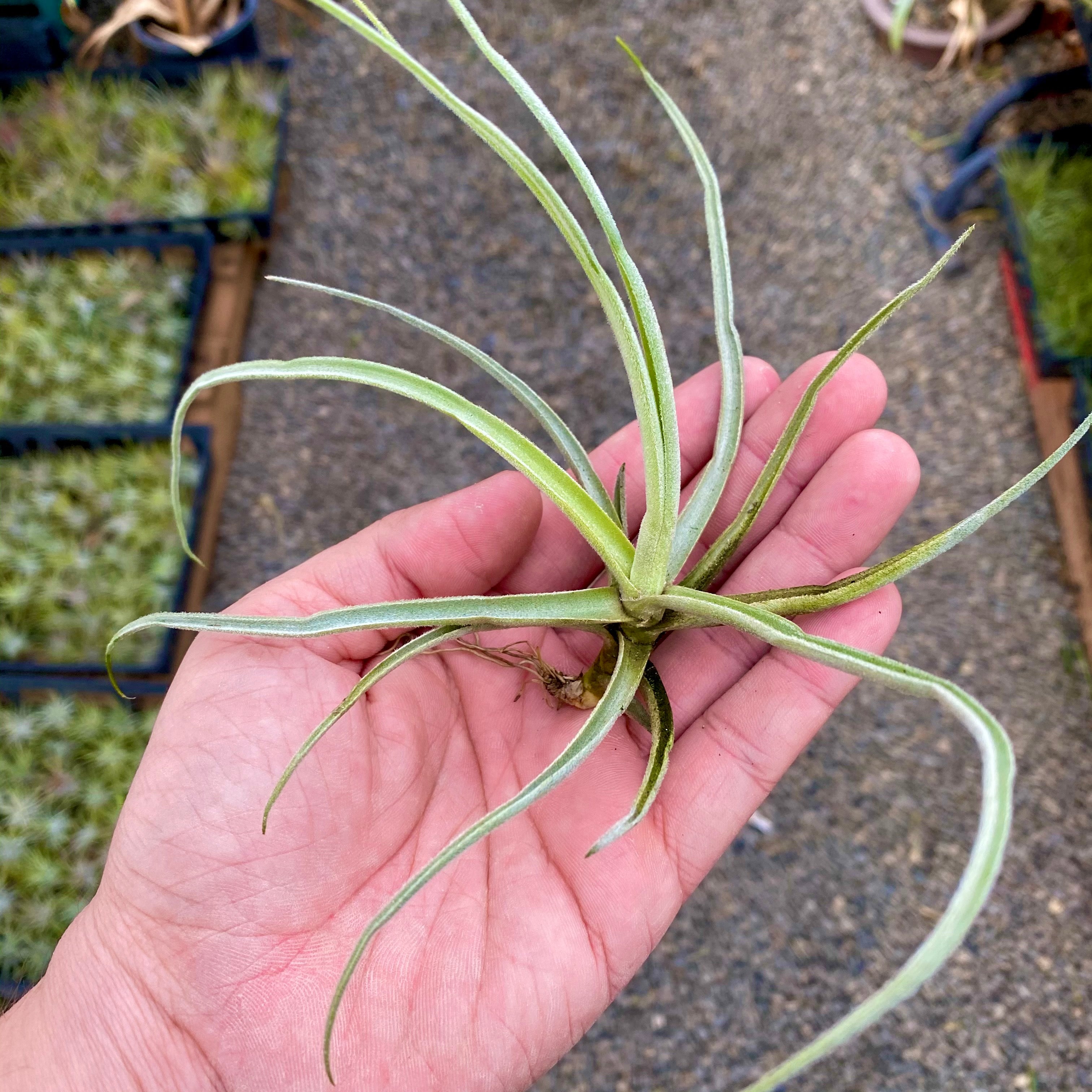 ストレプトカルパ (咲くと香りがよい) – Air Plant Hub