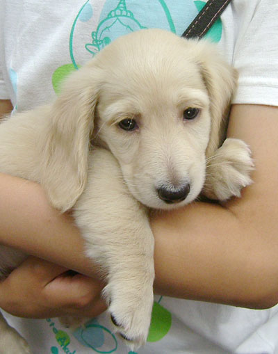 プリティー＆ビューティフル！！ミニチュア・ダックスフンド・クリーム