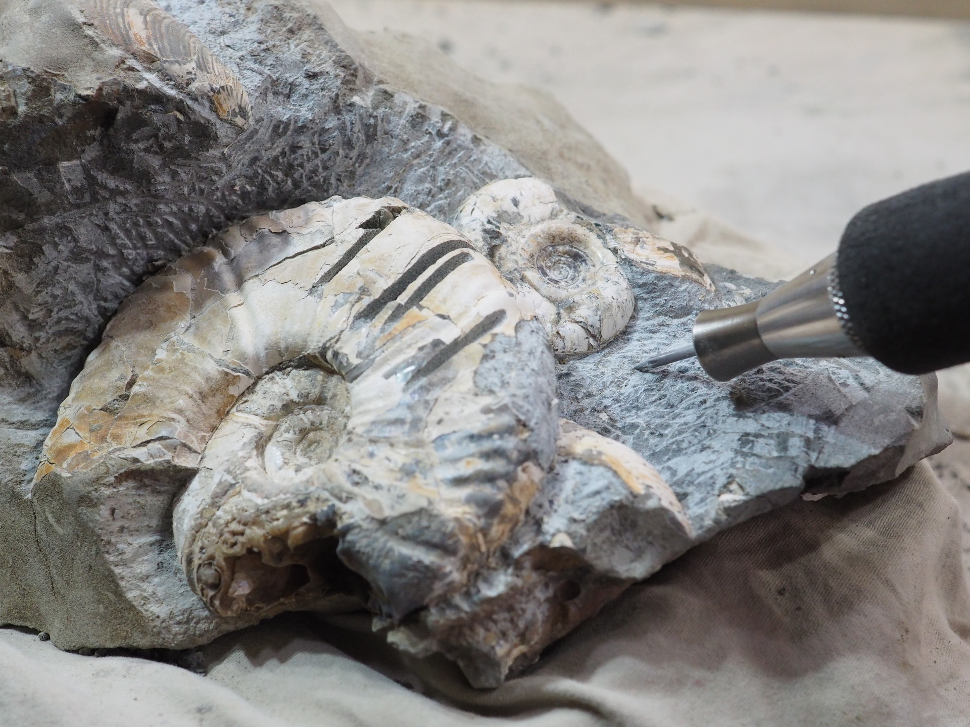 クリーニングでの失敗あるある (+_+)；: 北海道＠アンモナイト日記