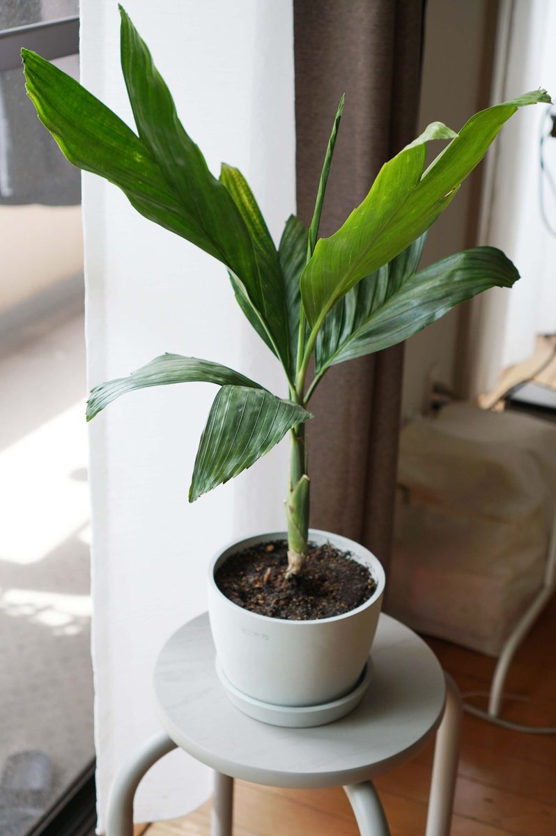 チャメドレア | 観葉植物の通販 AND PLANTS (アンドプランツ)