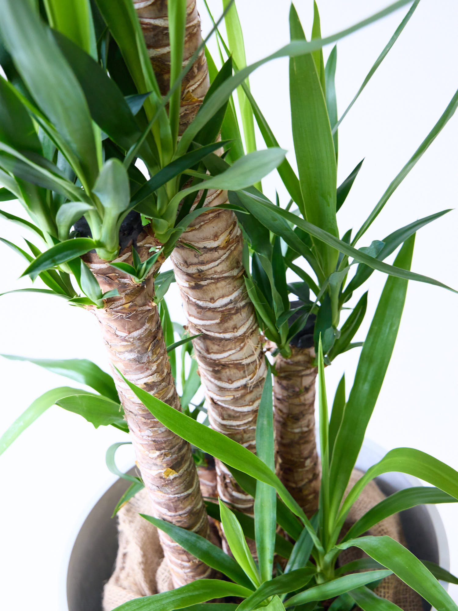 ユッカ・エレファンティペス XL 【首都圏限定】 | 観葉植物の通販 AND