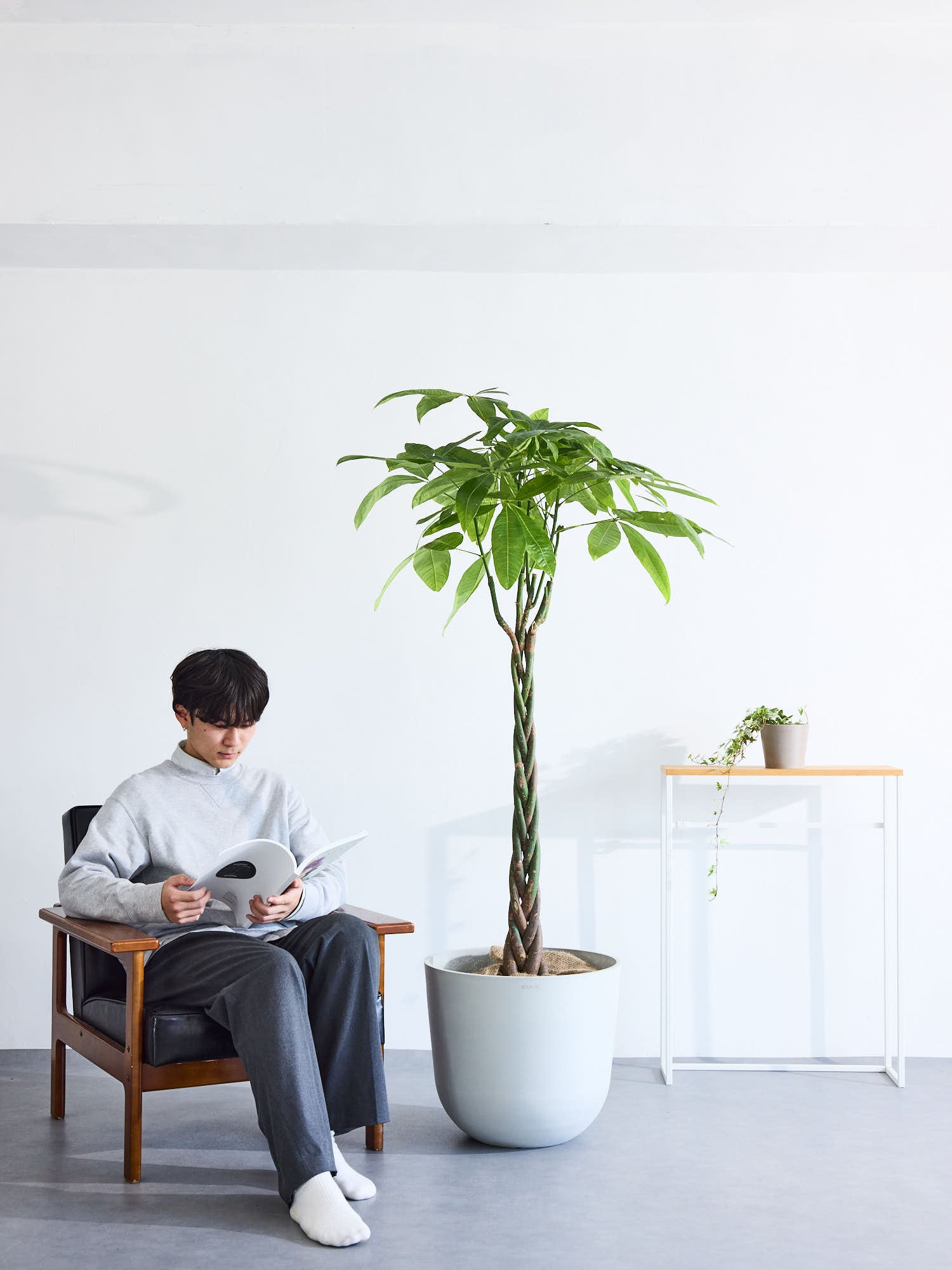 パキラ ねじり XL 【首都圏限定】 | 観葉植物の通販 AND PLANTS