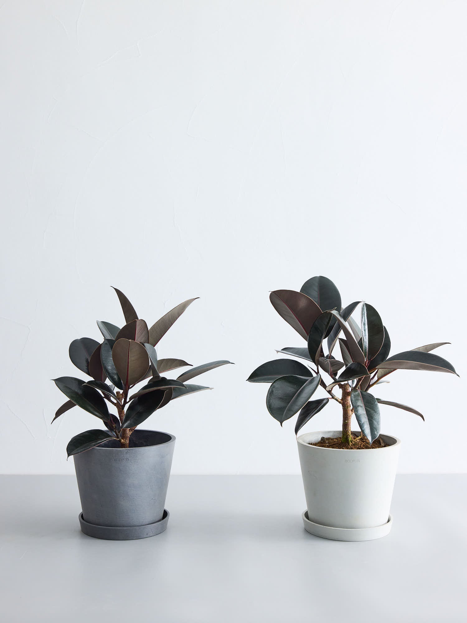 フィカス・バーガンディ S | 観葉植物の通販 AND PLANTS (アンドプランツ)