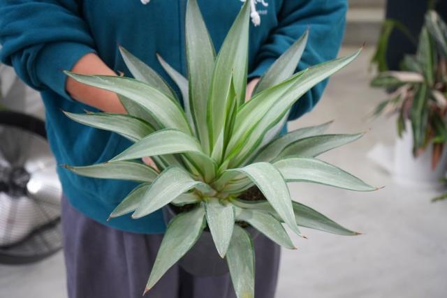 アガベクイックシルバー入荷｜インテリアグリーンとギフト プランツ