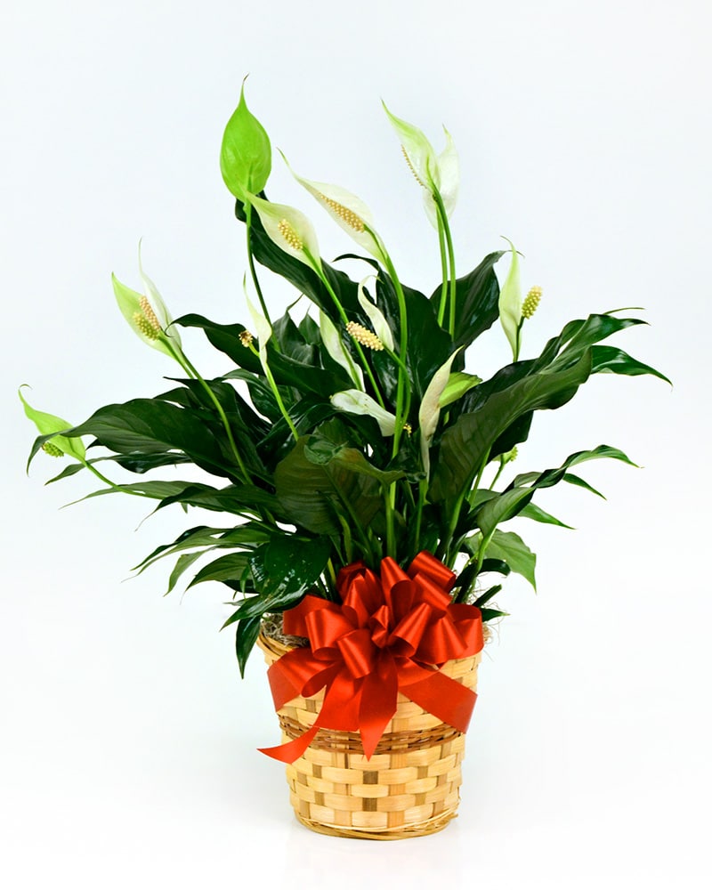 DE-612024-A.jpg?1661444849234