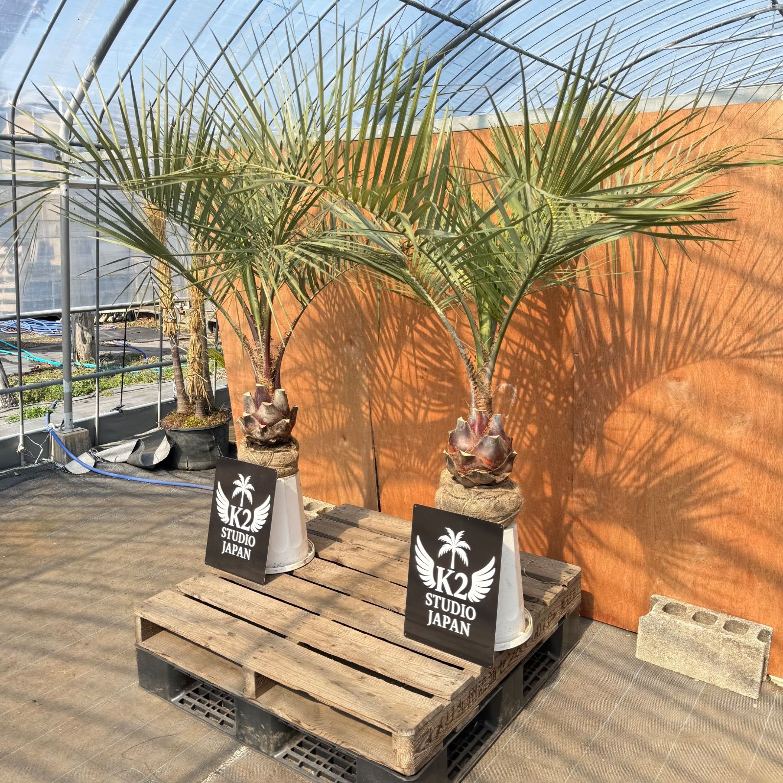 🌴ココスヤシ シルバーリーフ🌴【極太株／2本セット】 - メルカリ