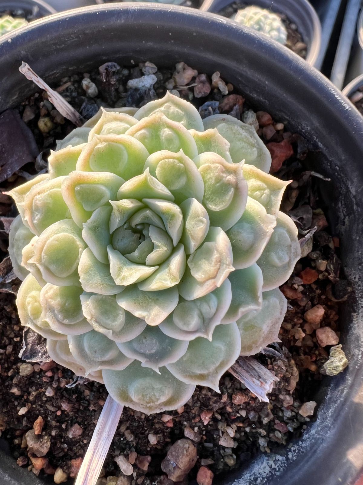 18株の抜き苗セット】ハートチョイス 多肉植物 佐川急便発送