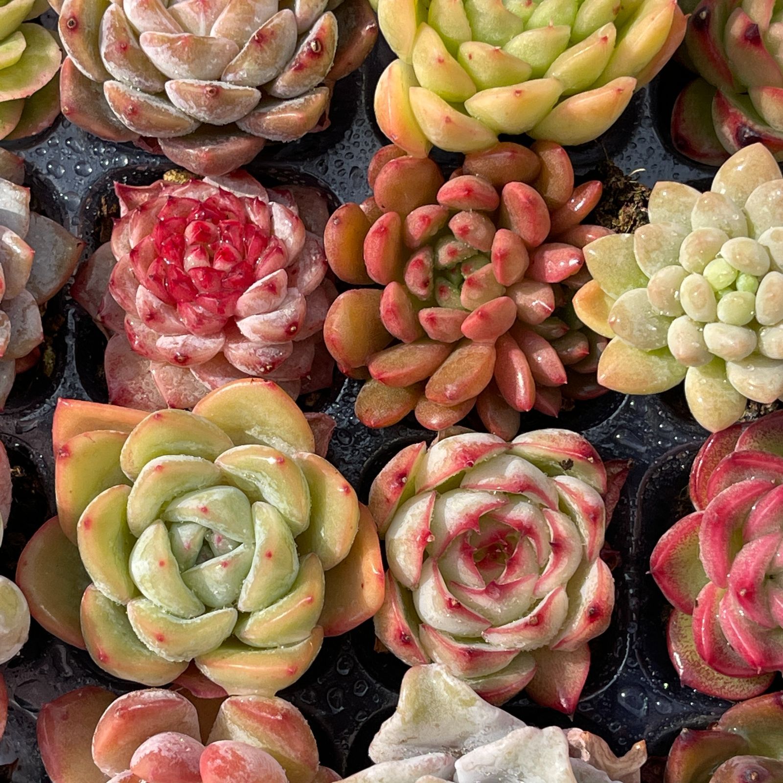 可愛い16苗セット エケベリア 土と根付きの苗 多肉植物 送料無料 韓国