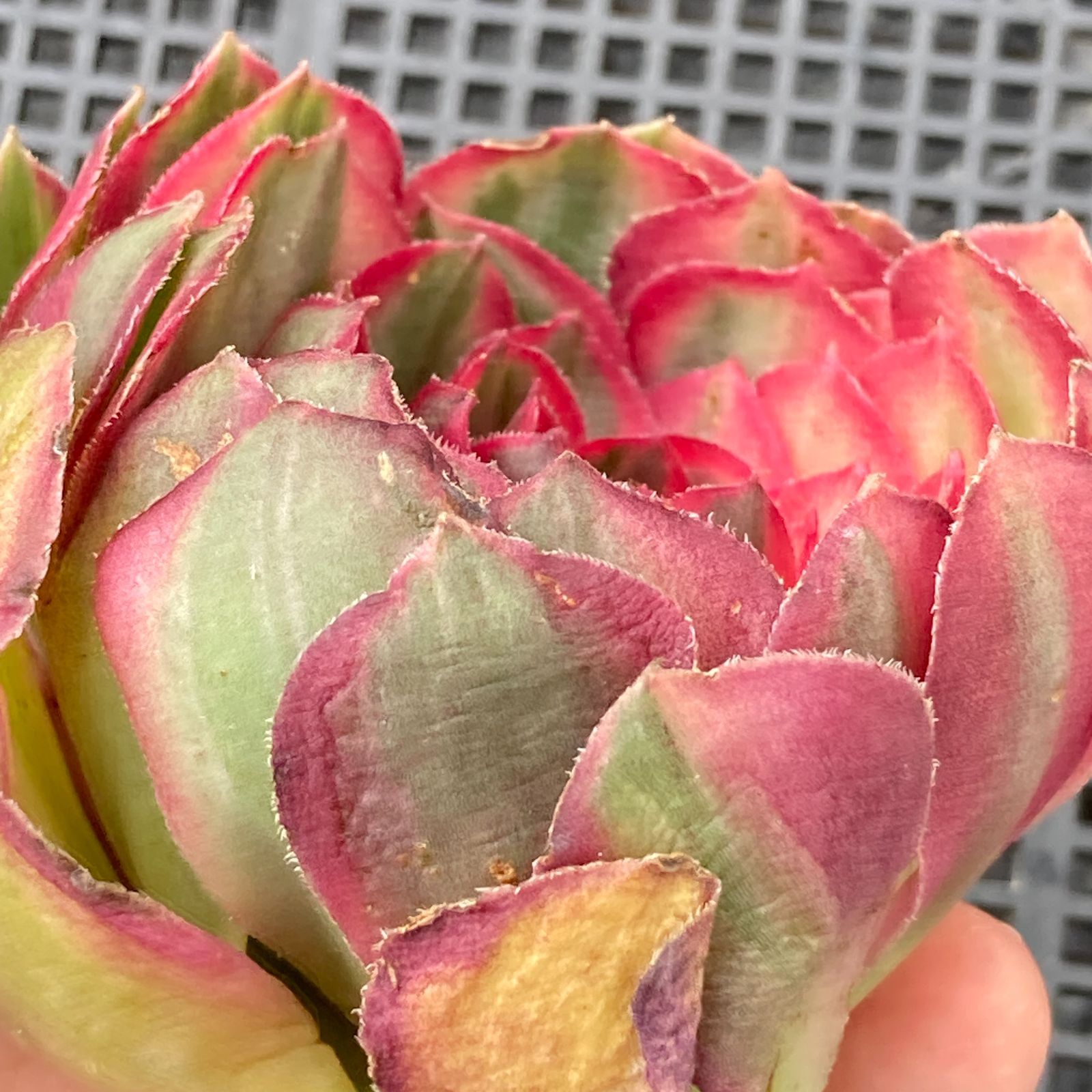 新入荷｜送料込】アエオニウム 韓国苗 オクス（Aeonium Oksu） 多肉