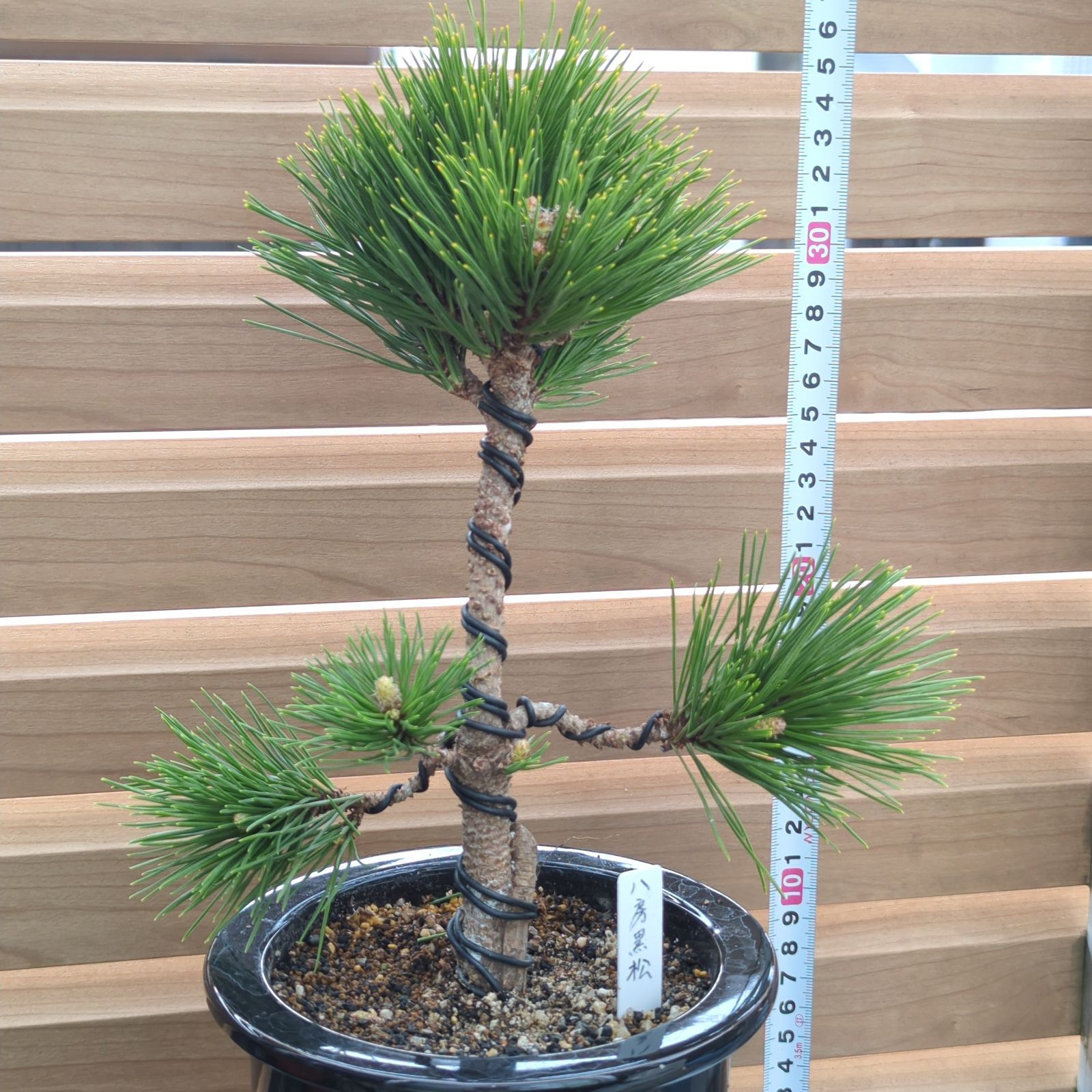 八房黒松 小品盆栽 陶器鉢 - メルカリ