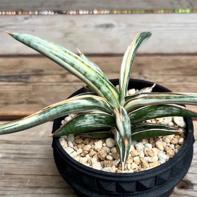 サンスベリア ブルークローンホワイト lav.1970 - メルカリ