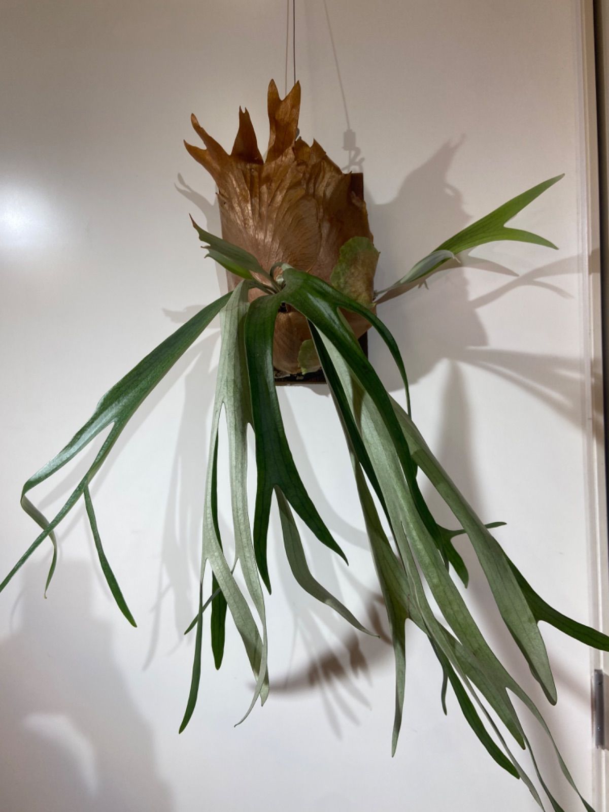 P.Mickey Rainbow（OC）ミッキーレインボー ビカクシダ - メルカリ