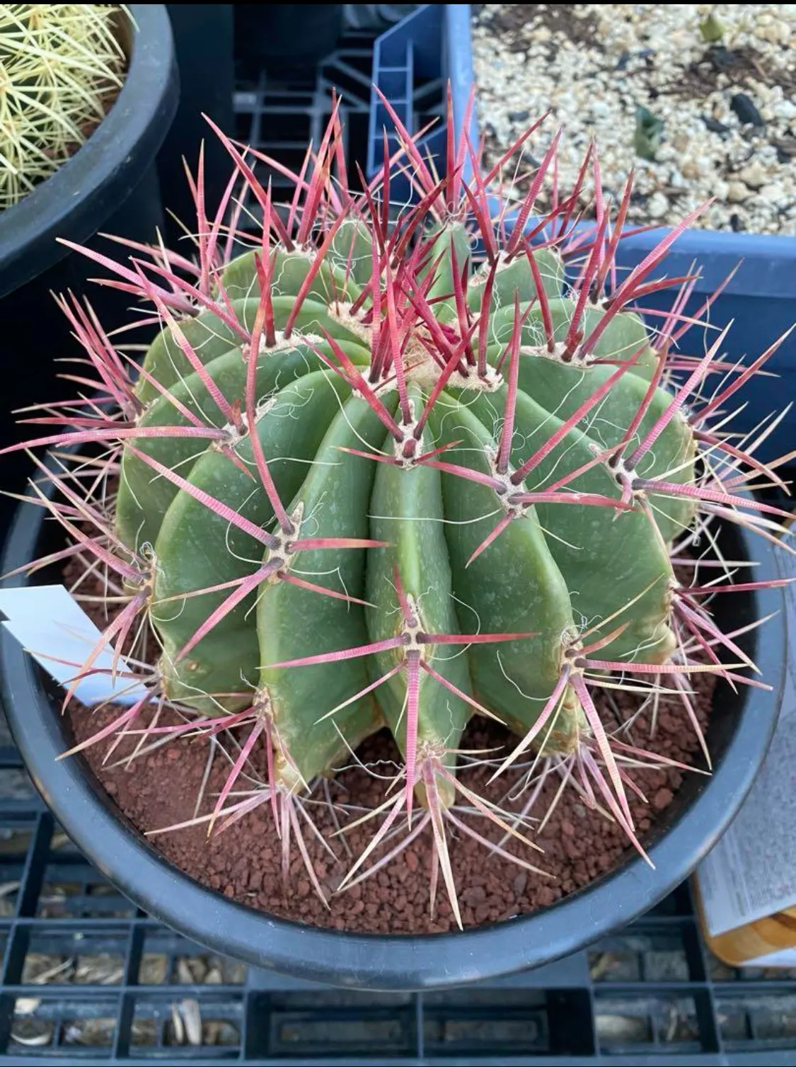 2026年最新】フェロカクタス 赤鳳の人気アイテム - メルカリ