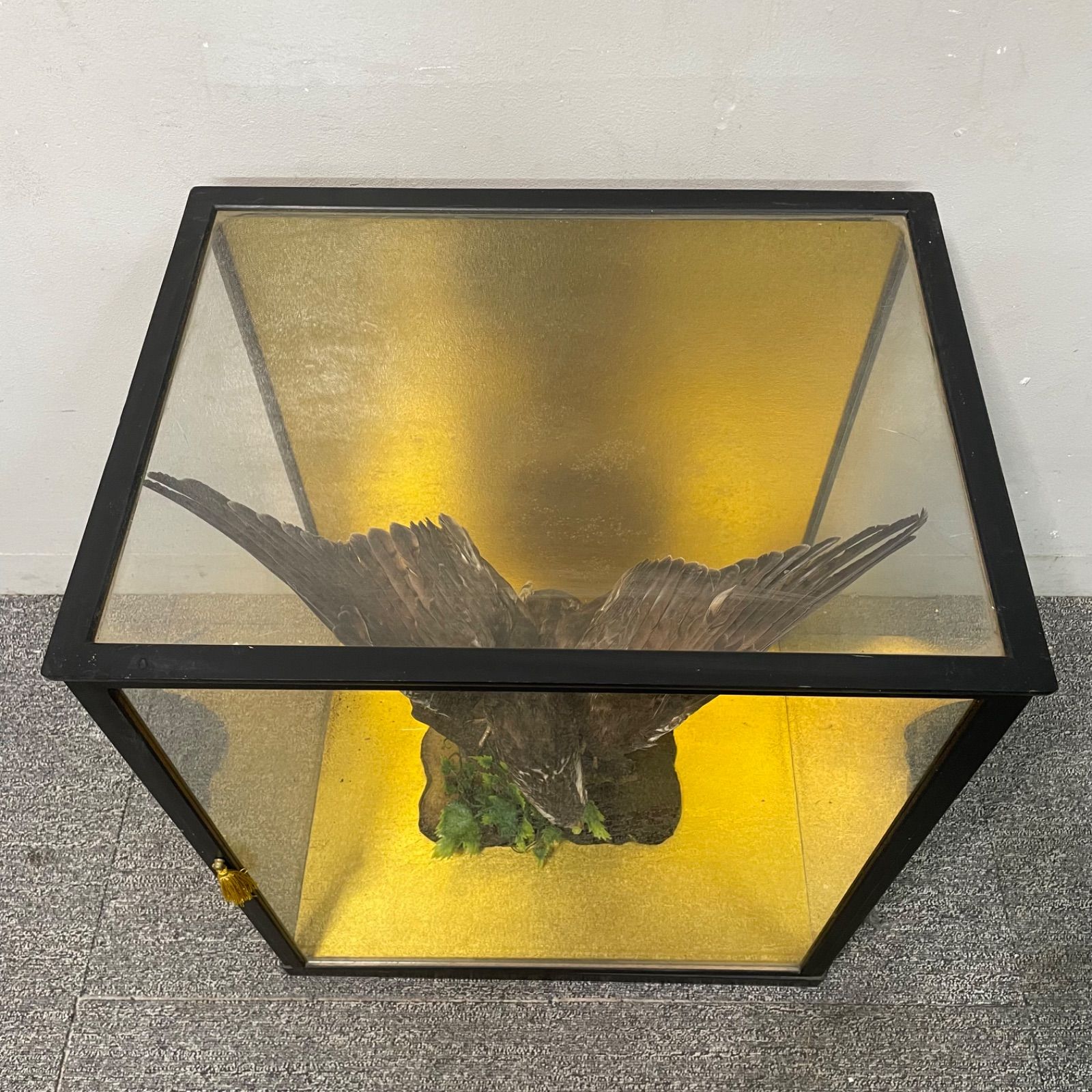 ♭ 鷹 剥製 ガラスケース付き オブジェ - メルカリ