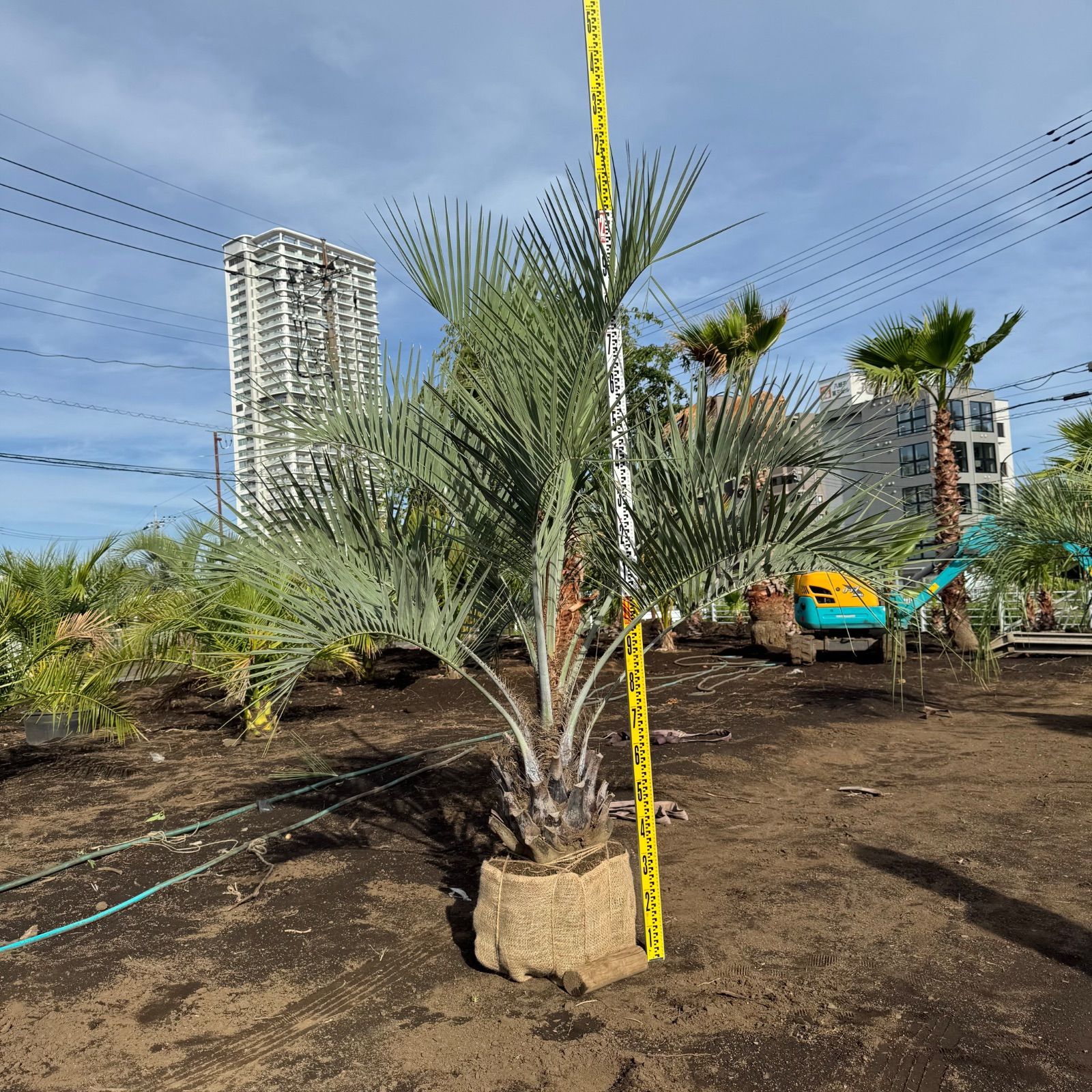 ココスヤシ - メルカリ