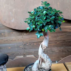 2026年最新】観葉植物 パンダガジュマルの人気アイテム - メルカリ