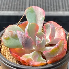 新入荷・送料込】エケベリア 韓国苗 レインドロップス錦 多肉植物