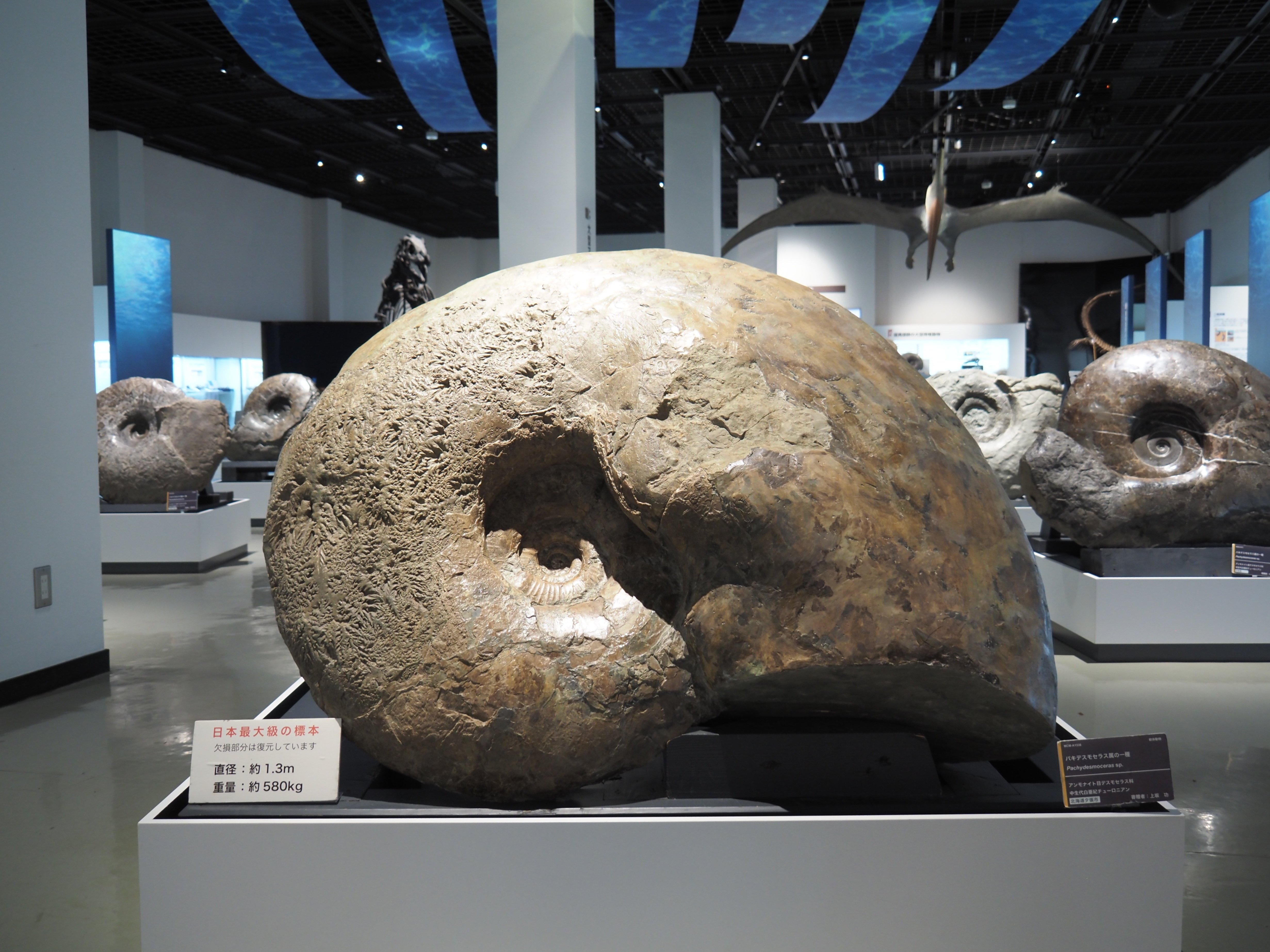 編集先記】驚異と癒しの圧倒的アンモナイト空間！三笠市立博物館編vol