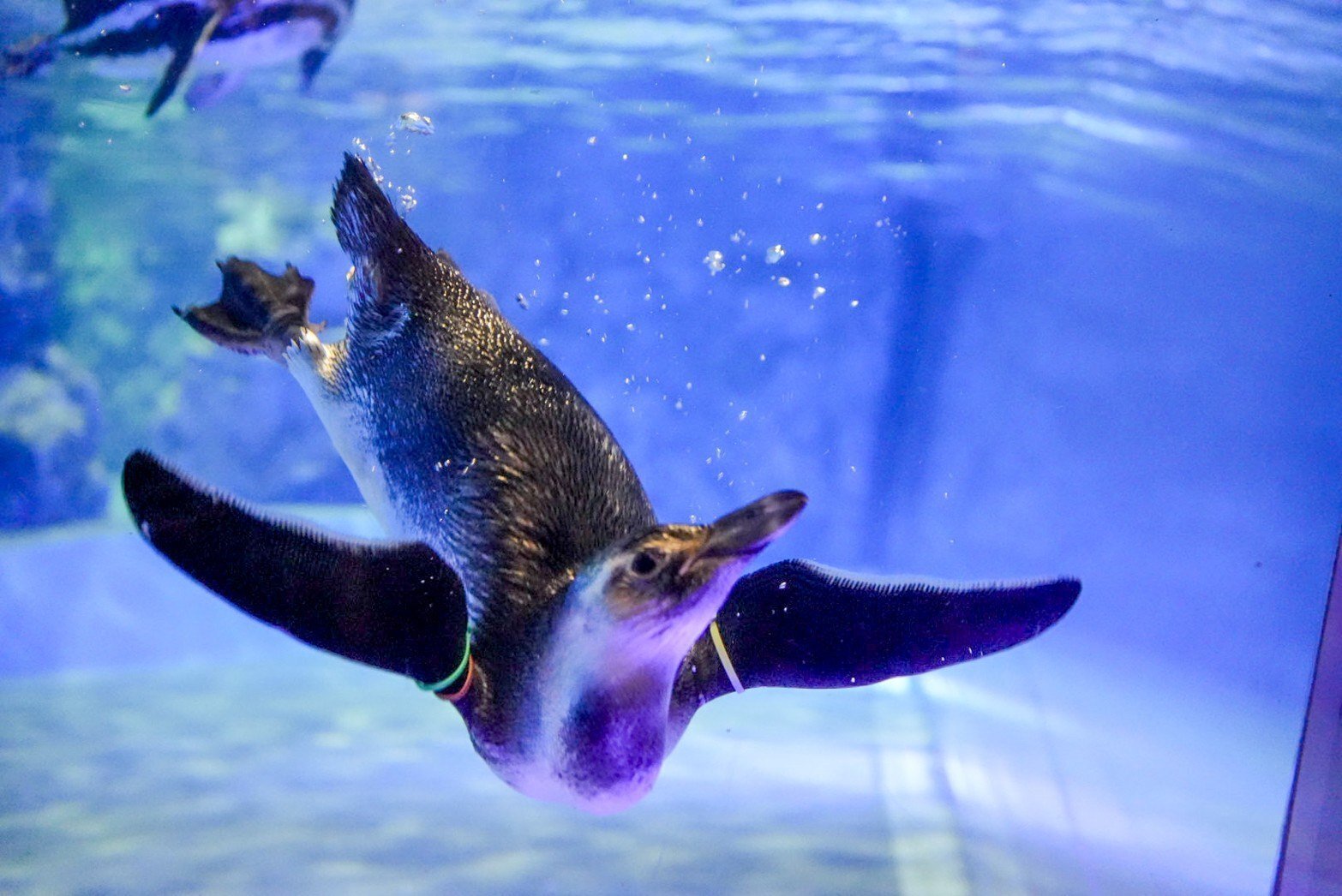 レポ#51 2023年生まれの雛たち【すみだ水族館】｜haru