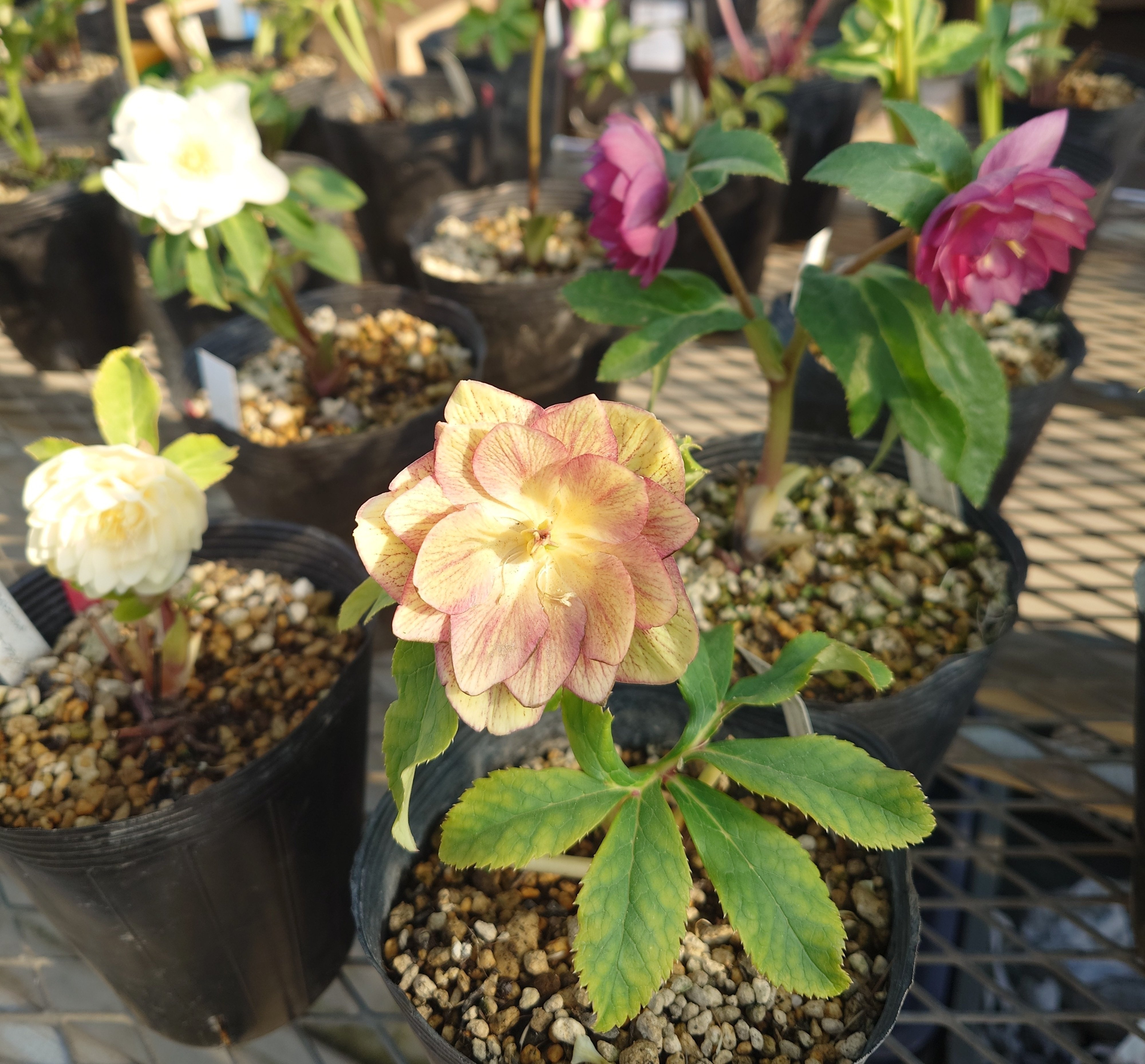 クリスマスローズの世界〜加藤農園｜シニアスタイル109Ⅱ