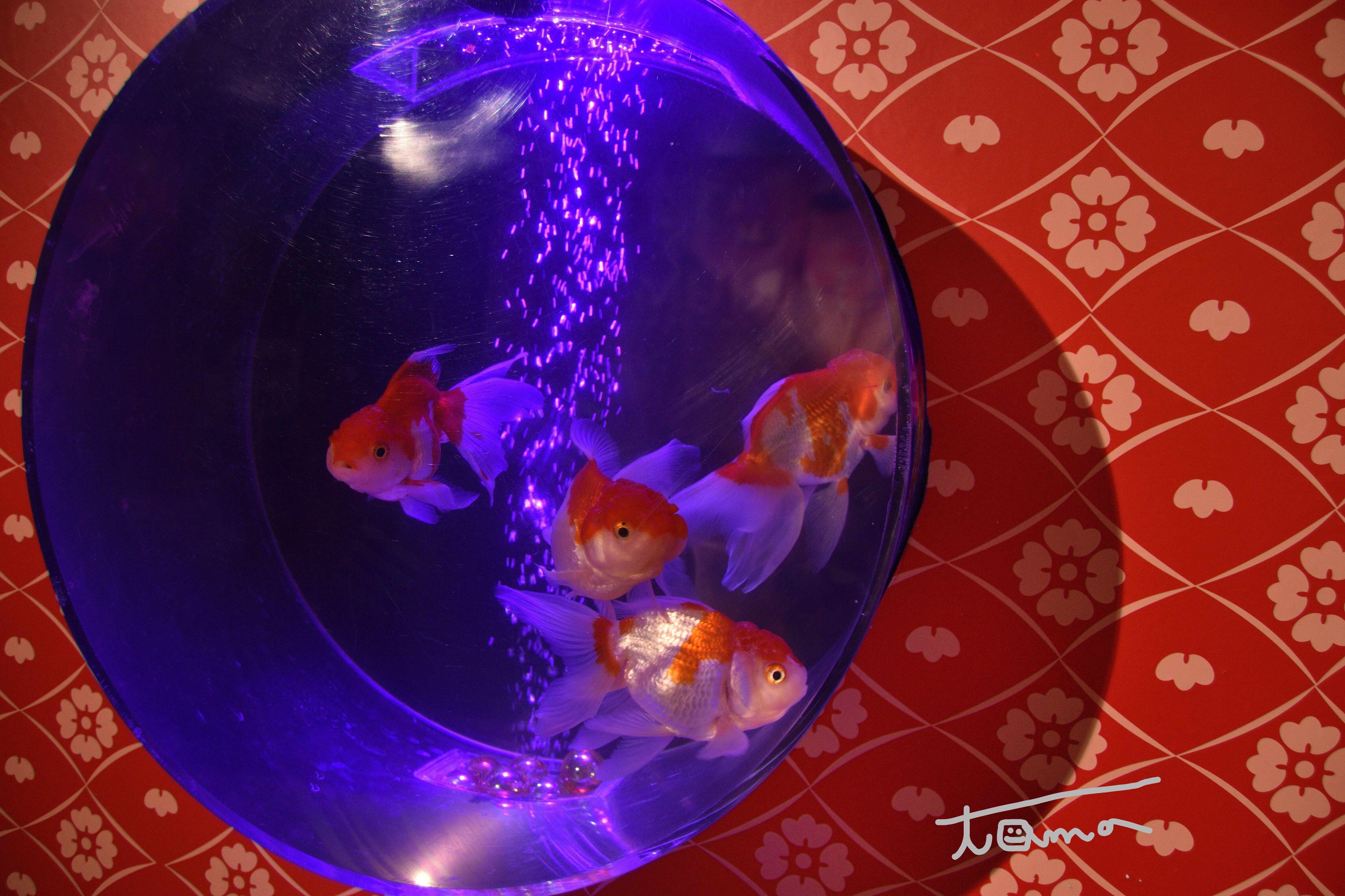 金魚が舞い踊る！｜tama：いきいきした写真を撮れる旅作家になる！