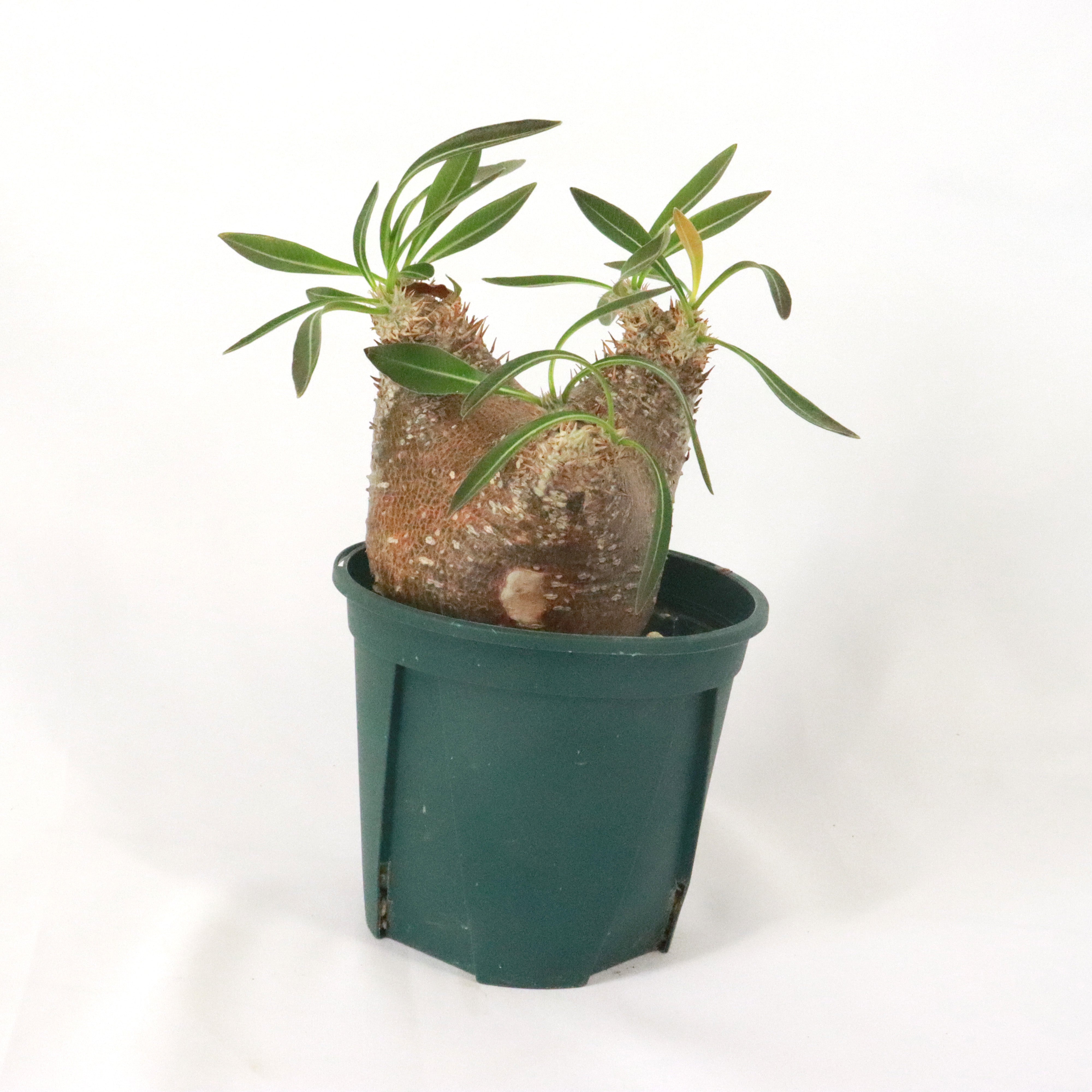 パキポディウム ロスラーツム イノピナツム – アぺロ・ヒュ―レ