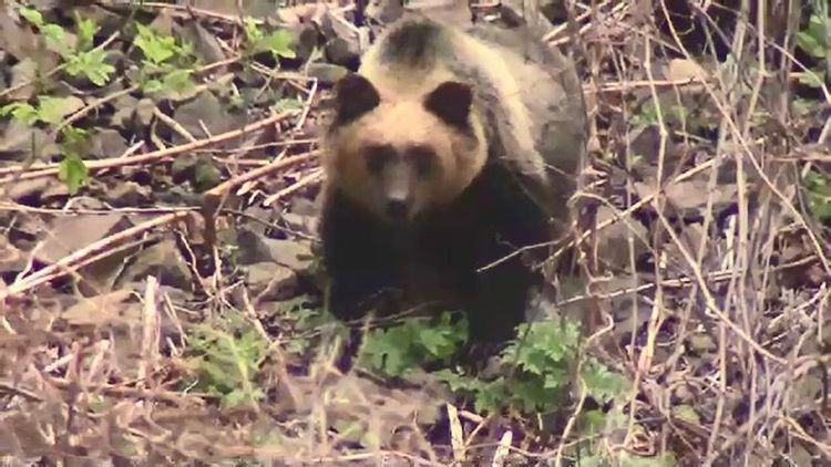 クマらしき動物」って？犬や人の見間違いだった事例も…「クマかも
