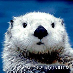 終了】鳥羽水族館ラッコ飼育40周年記念BOOK「ラッコメモリアルBOOK