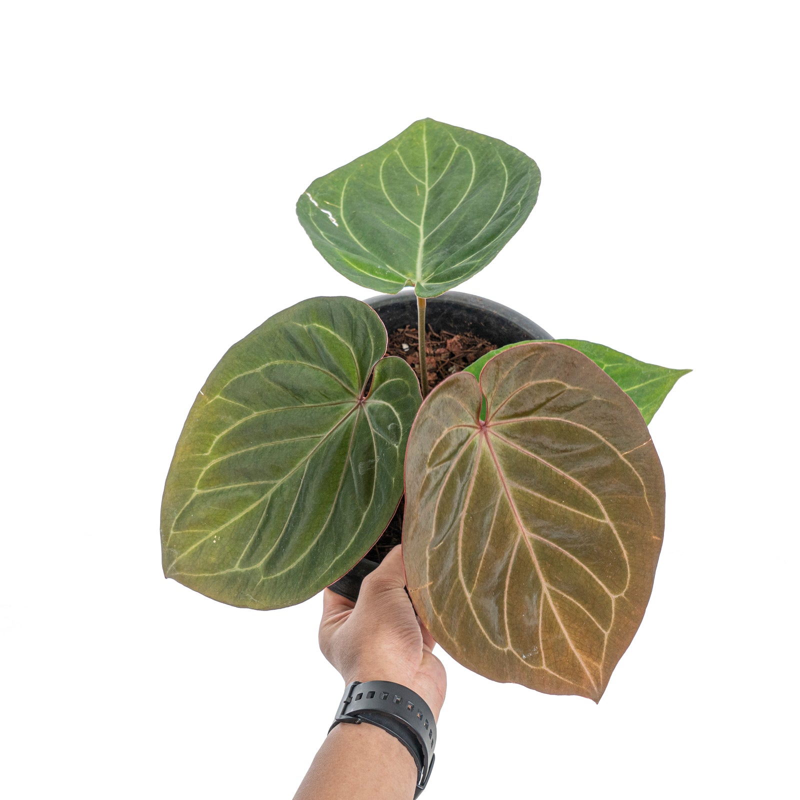 Anthurium king of spades red – Aroid Market