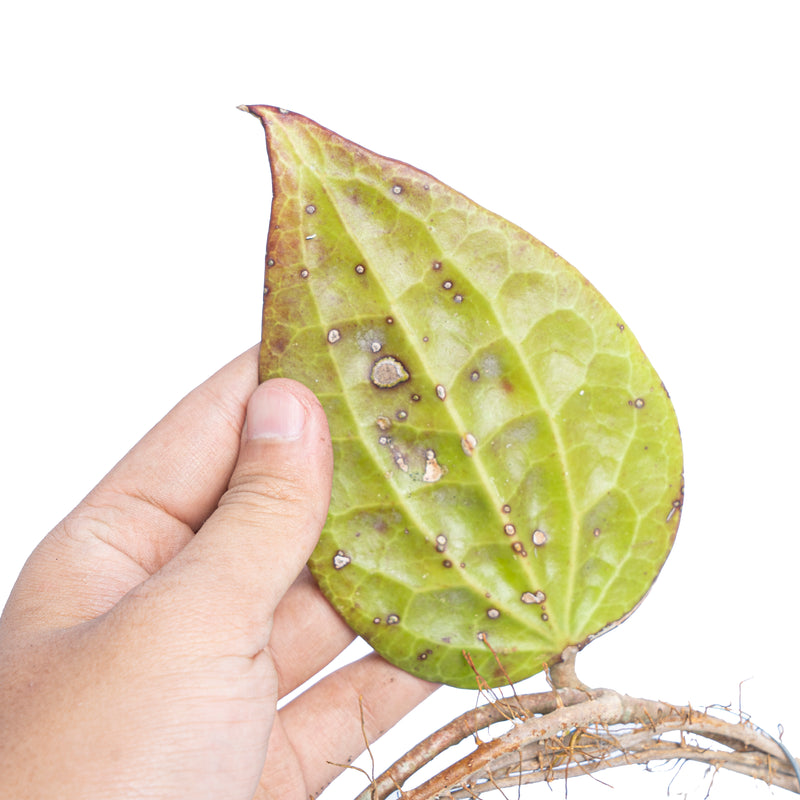 Hoya glabra Sp sumatera – Aroid Market