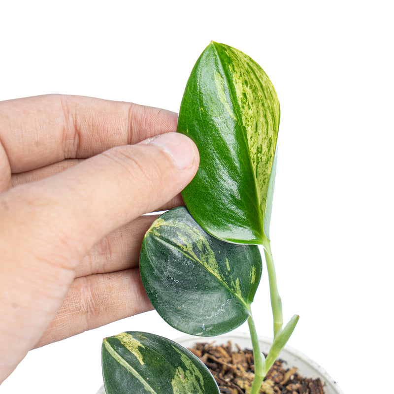 Scindapsus treubii black variegated – Aroid Market