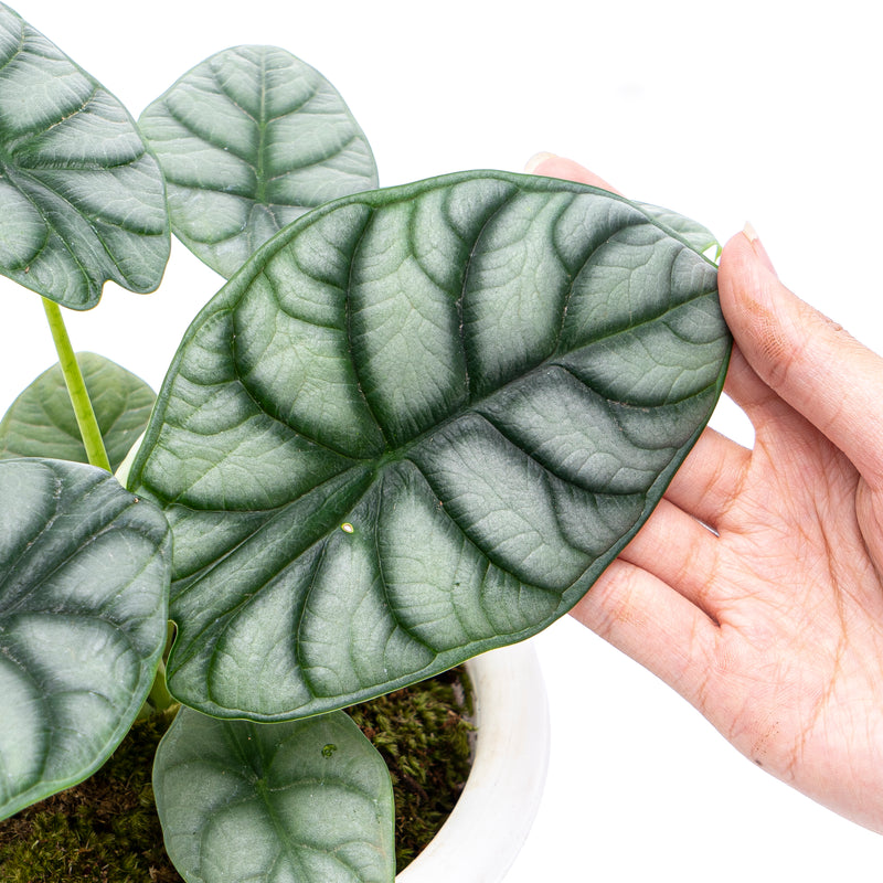 Alocasia Silver Dragon – Aroid Market