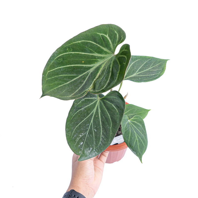 Anthurium king of spades - Medium size – Aroid Market
