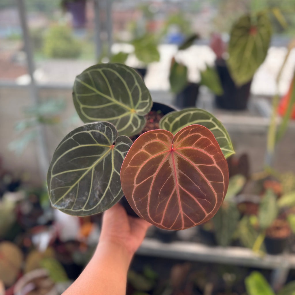 Anthurium King of Spades x Red Crystallinum — Aroidasia