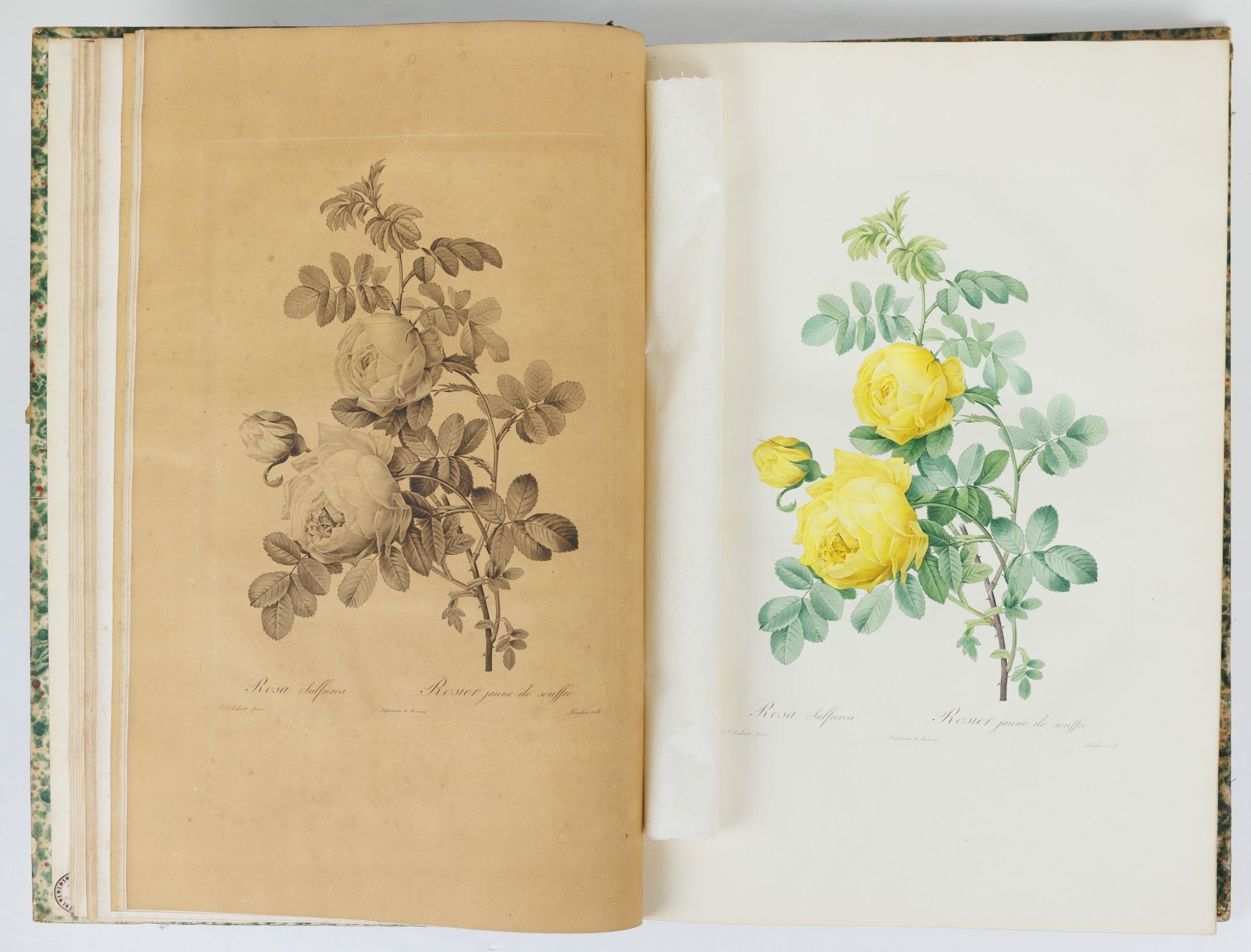 Redouté's Roses on Large Paper | AraderBooks