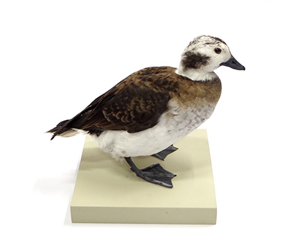 カモ | 鳥類 | 剥製の製作・直売・レンタル・修理なら剥製専門店