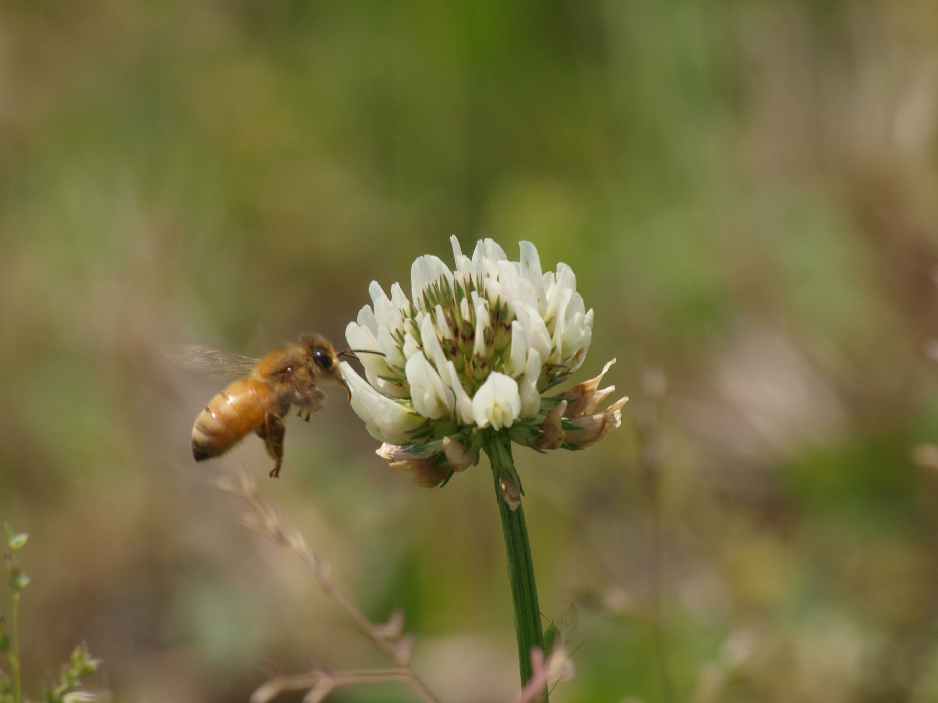 都会の花とミツバチ: 花を増やそう！みつばち百花