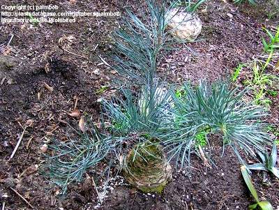 CAUDICIFORM Macrozamia stenomera