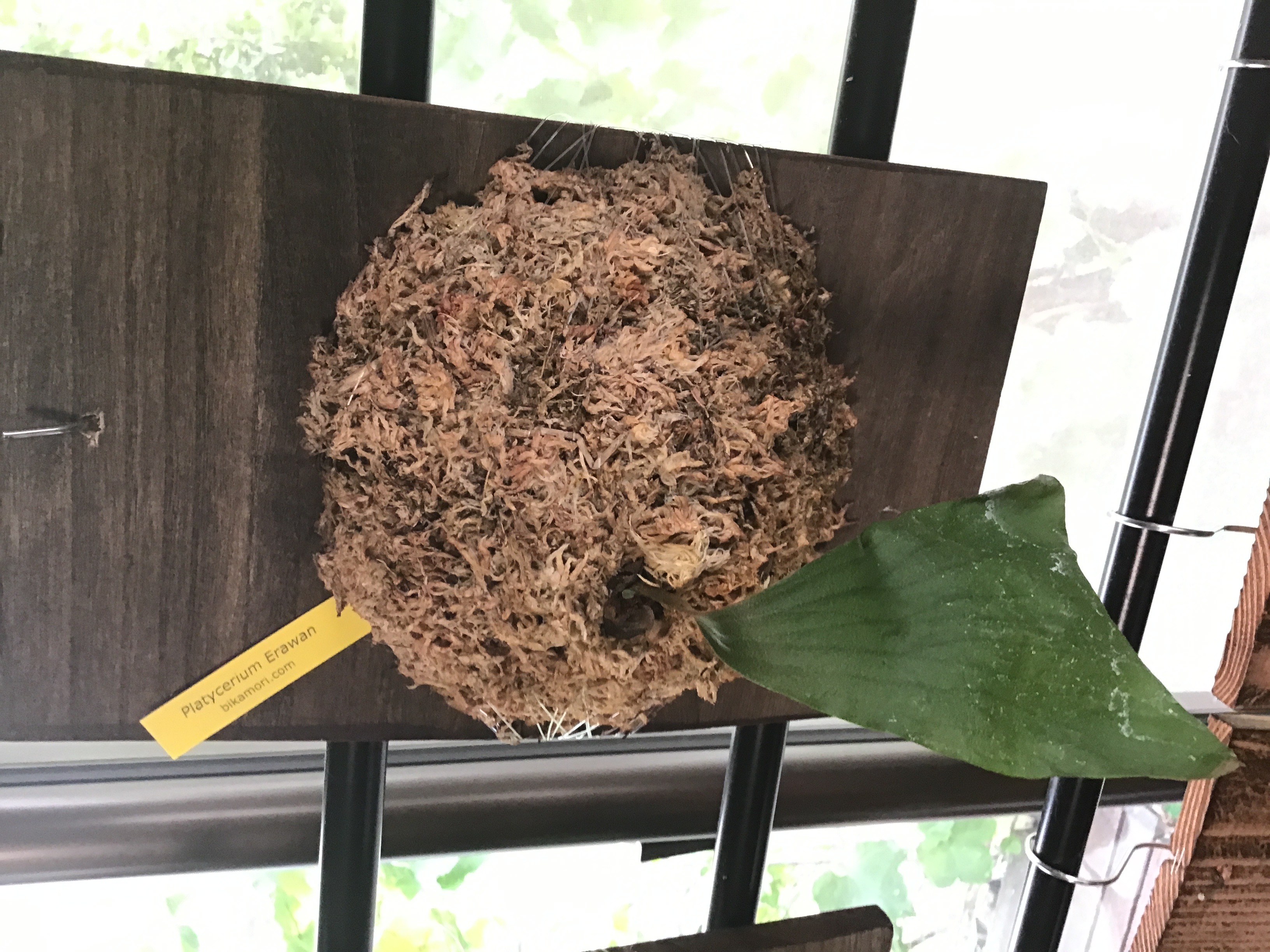 エラワンについて ビカクシダの森