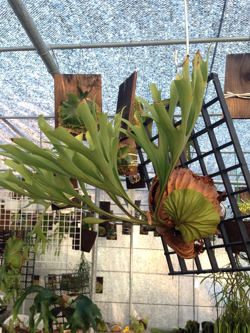 ビカクシダ入荷情報③ ビカクシダの森