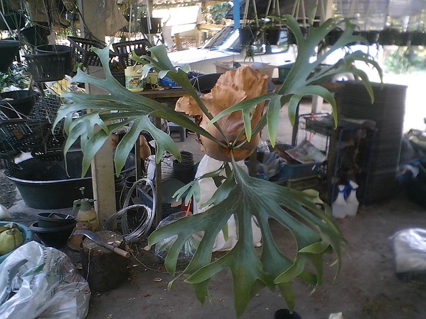 ビカクシダ入荷情報③ ビカクシダの森