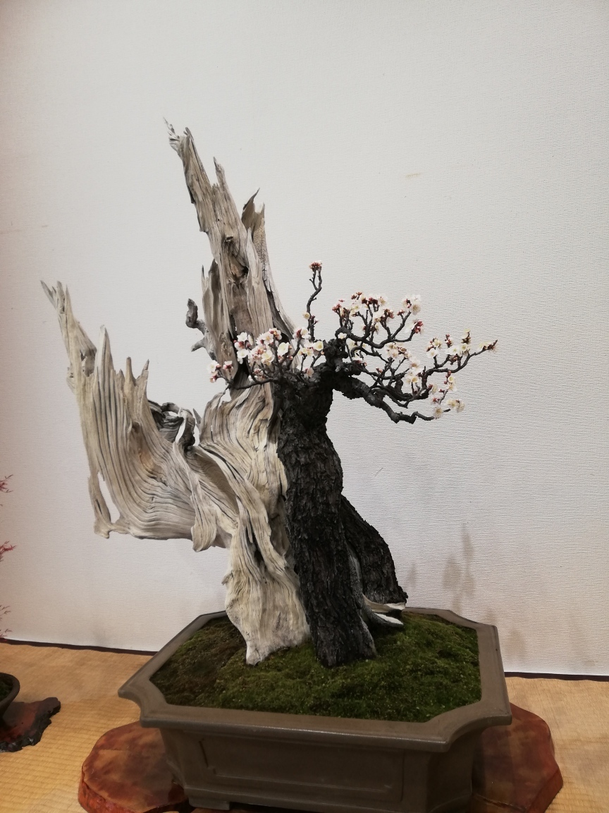 樹齢260年の梅の盆栽: 呆け天残日録