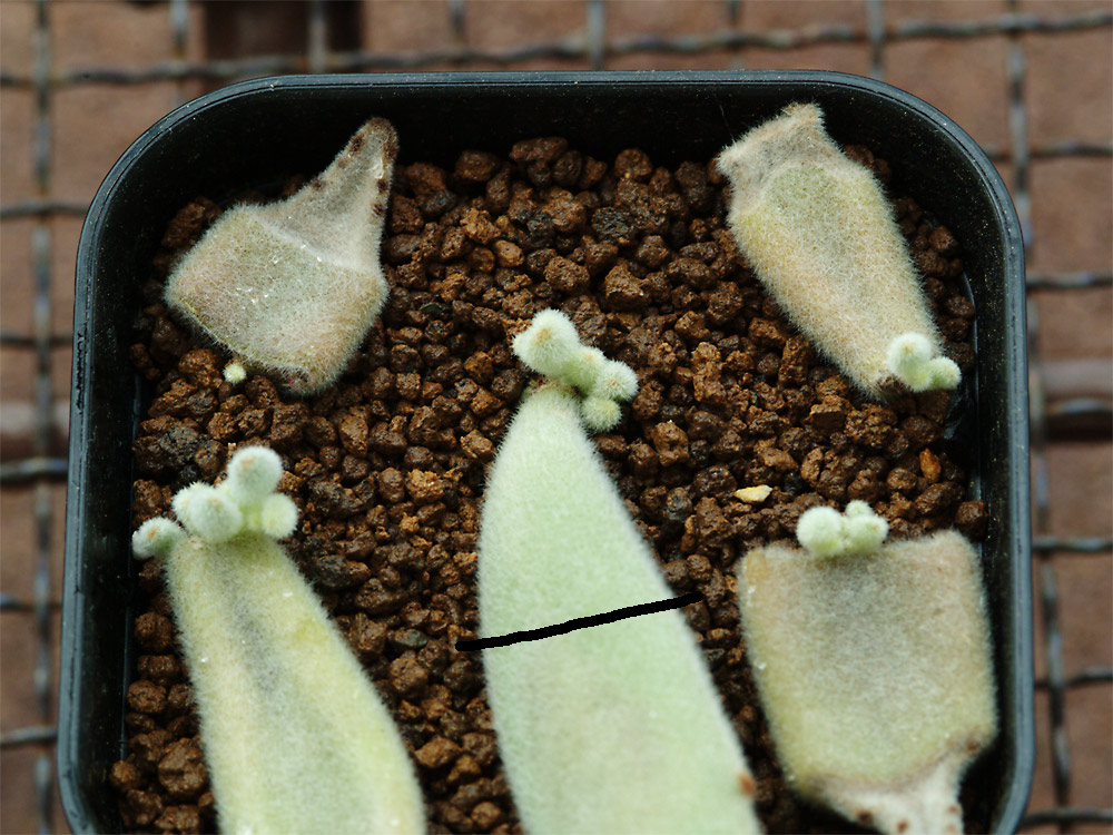 いくらでも増やせる月兎耳の分割葉挿し！ | Cometのサボテン栽培日記
